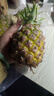 金钻凤梨手撕小凤梨新鲜热带生鲜水果非菠萝源头直发【多仓发货】 【2个】单果400-650g 实拍图