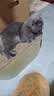 佩贝乐猫抓板窝大号猫窝足球场猫玩具瓦楞纸耐磨猫爪板磨爪器猫咪用品 大号绿色【适合30斤内猫】 实拍图