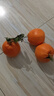 四川粑粑柑【多地】香甜多汁清甜爽口当季耙耙柑橘子桔子 带箱1斤【2-4个果子】小果 实拍图