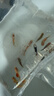卡奇鱼 胎生鱼 玛丽球鱼热带观赏鱼淡水鱼活体鱼宠物鱼宠物活体丽丽曼龙 蓝月+牡丹+黑尾+红月光各5只 实拍图