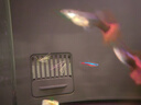 疯狂水草孔雀鱼活体水族宠物观赏鱼冷水耐活小型热带鱼淡水鱼苗 【4CM左右】临产孔雀鱼E 共8条 实拍图