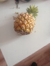 广东徐闻香水菠萝新鲜水果生鲜热带孕妇水果整箱包邮 1个装 单果1.3-1.5斤 实拍图