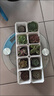 壹分皿多肉植物一整箱含盆带土新手套餐组合盆栽套装萌肉肉植物星辰园艺 多肉、花盆各10+托架+土+小工具 实拍图