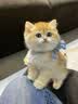 涴喵 纯种宠物猫咪活体金银渐层幼猫全程辅助养猫签订合同双重保障 宠物级 金渐层猫 实拍图