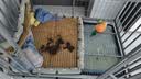 凯莉宠物凉席窝猫窝狗窝狗睡垫 夏季睡垫凉席垫 猫咪狗狗冰垫宠物用品 亚麻牛油果凉席窝 90*70cm(建议70斤) 实拍图