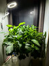 植物补光灯全光谱LED植物生长灯防太阳多肉补光灯种植6W定时调光 白色-太阳光（植物生长）+底座 可调节-高68CM 实拍图