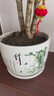 裕轩堂纯白色新款陶瓷花盆室内简约个性带托盘绿萝吊兰蝴蝶兰多肉盆桌面 63002草花 中号口径约14厘米 实拍图