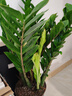 叹为观止 大型盆栽 单杆辫子发财树天堂鸟绿萝散尾葵办公室内开业乔迁礼品 大型金钱树1-1.2米【财源广进】 含盆 实拍图