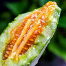京鲜生山东羊角蜜甜瓜 净重4.5斤起单果300g+ 【百亿农补】水果源头直发 实拍图