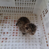 宠有为宠物羊奶粉狗狗猫咪营养新生幼幼成犬猫母乳配方奶猫奶狗泰迪金毛 犬猫通用宠物羊奶粉260g 实拍图