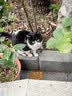 伟嘉猫粮成猫全价猫粮亮毛均衡营养10kg海洋鱼味夹心粮【原料透明】 实拍图