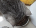雷米高（RAMICAL） 猫粮猫猫主食主粮幼猫成猫海洋鱼味全价猫粮500g*5 实拍图