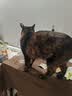 灵宠物语猫玩具逗猫棒铃铛羽毛自嗨解闷猫薄荷球幼小猫咪耐咬宠物用品 实拍图