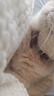 灵宠物语猫玩具猫项圈可调节大小猫咪外出逗猫牵引绳逗猫猫宠物用品 实拍图