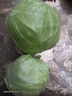 山东新鲜甘蓝包菜卷心菜圆白菜新鲜嫩绿莲花白现摘现发早餐减脂 新鲜包菜 4.6斤净重 人工挑拣 实拍图