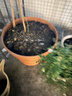 爱丽思（IRIS）特大号圆形花盆种树庭院超大加厚大盆景树木无花果蓝莓果树种植盆 人气*20号茶色 80L(口径60cm） 实拍图