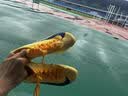 耐克田径精英巴黎新款  Nike Maxfly 2 FP耐克男女碳板气垫短跑钉鞋 FD8395-800/Maxfly 2代 42 实拍图