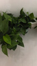 双盟绿萝盆栽除甲醛花卉绿植办公室新房净化空气 120款10盆源头直发 实拍图
