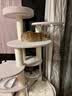 兽牌森林猫爬架大型猫树猫窝一体豪华剑麻猫架太空舱缅因大猫四季适用 森林【双太空舱款】 实拍图