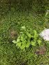 虹越（HONGYUE）大花绣球花盆栽苗 无尽夏花手鞠绣球八仙花庭院阳台花卉 【变色大花绣球】“无尽夏”1加仑 实拍图