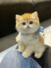 涴喵 纯种宠物猫咪活体金银渐层幼猫全程辅助养猫签订合同双重保障 宠物级 金渐层猫 实拍图