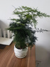 行湘文竹盆栽绿植花卉桌面盆景 大文竹+中号艺术线陶瓷盆 源头直发 实拍图