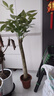 叹为观止大型植物发财树各种大颗盆栽开业乔迁客厅办公室内好养大型花卉 单杆发财树【1.1-1.3米】 不含盆 实拍图