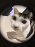 GO！SOLUTIONS无谷三鳕全猫粮8磅/3.63kg多肉成猫幼猫通用原装进口 实拍图