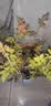 玫瑰花苗老桩绿植物盆栽月季蔷薇老根室内外阳台庭院特大花卉四季 42火灵鸟（老桩苗四季开花） 实拍图