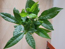 发财树盆栽大植物室内办公室桌面客厅小盆景招财树苗绿植花卉盆栽 大单杆发财树 11-14cm【加仑盆】 【送肥料】 实拍图