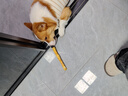 疯狂小狗中大型犬金毛边牧洁齿磨牙棒 巨无霸牛皮夹心卷姜黄&鸡肉味 200g 实拍图