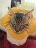 华元宠具（hoopet）猫咪伊丽莎白圈幼猫项圈宠物狗狗圈颈圈脖圈头套犬耻辱圈防舔头罩 实拍图