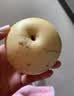 京喜加赵州皇冠梨河北皇冠梨产地直发 皇冠梨带箱1斤单果140g+ 实拍图