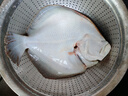 【大只】鲜活大多宝鱼1条（600-800g） 实拍图