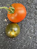 京鲜生山东铁皮草莓西红柿 净重4.5斤单果50g+ 水果番茄 源头直发 实拍图