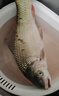 光威（GW）3米听涛PLUS超硬海竿套装远投竿湖库鲢鳙钓鱼竿甩竿大钓重海杆 实拍图