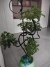 叹为观止大型植物发财树各种大颗盆栽开业乔迁客厅办公室内好养大型花卉 造型鸭脚木【1.5-1.7米】 含盆 实拍图