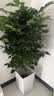 叹为观止大型植物发财树各种大颗盆栽开业乔迁客厅办公室内好养大型花卉 幸福树【1.2-.1.4米】 含盆 实拍图