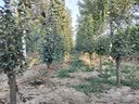 滨淇庭院地栽大型高杆海棠树苗西府海棠耐寒植物2公分粗1棵源头直发 实拍图