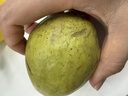 京觅福建软红心芭乐 番石榴 应季低糖净重4.5斤 单果150g  源头直发 实拍图