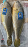 三都港 洄游季带籽黄花鱼净重1.1kg/条 大黄鱼 海鱼 生鲜鱼类 海鲜水产 实拍图