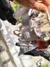 红豆居家女士性感蕾丝网纱舒适无钢圈文胸女式无胸垫透气文胸 肤色 85B 实拍图