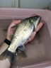 川泽伊势尼鱼钩子线双钩成品绑好挂仕防缠绕钩套装野钓湖库大物鲢鳙钩 钩4#线1.5#+钩5#线2.0# 20副组合装 实拍图