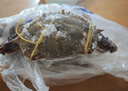 【冷冻】拾鲜生 梭子蟹活冷冻特大螃蟹海蟹海鲜5斤 7-9两/只 当季新蟹 源头直发包邮 实拍图