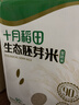 十月稻田 当季新米 生态胚芽米 90%留胚 5斤(营养辅食 粥米 东北大米) 实拍图