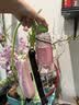 备美太阳伞遮阳包包伞女晴雨两用超强防晒防紫外线小巧便携胶囊伞 实拍图