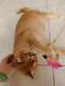 憨憨乐园猫玩具逗猫棒幼小猫猫咪磨牙玩耍耐咬互动自嗨玩具神器宠物用品 实拍图