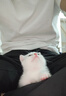 舒腾中华田园小猫咪活体田园猫宠物家养猫咪橘猫幼猫活体土猫狸花猫咪 田园级 随缘 公（幼猫两个月左右） 实拍图