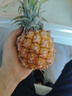 金钻凤梨手撕小凤梨新鲜热带生鲜水果非菠萝源头直发【多仓发货】 净重4.5斤 单果400-650g 实拍图