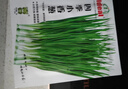 ldeal 理想农业 红根大圆叶菠菜种子耐寒老品种秋冬菠菜籽基地大罐规格 实拍图